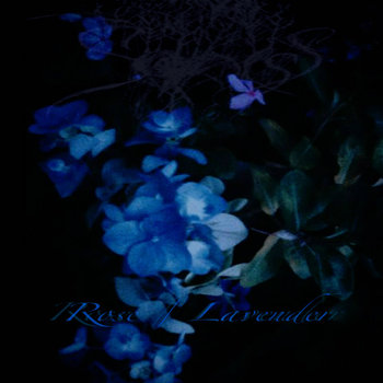 Rose / Lavender